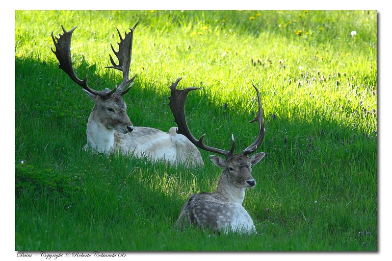 Daino: colorazione del mantello e altro...